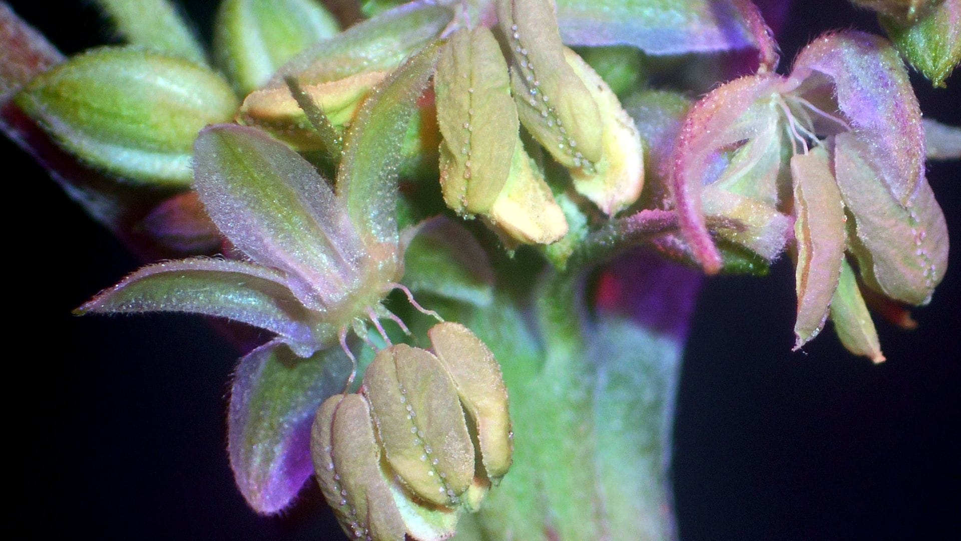 Cannabis seeds forming