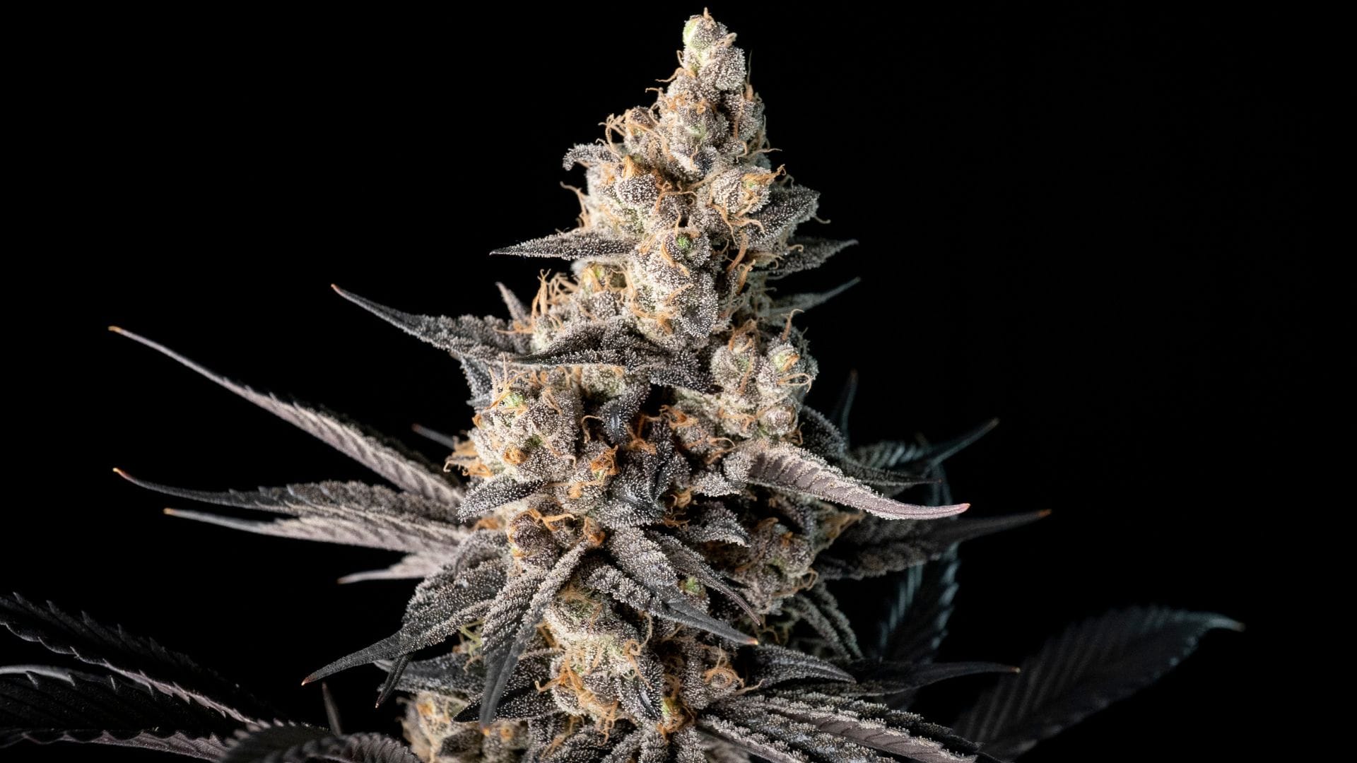 Keep mold at bay with Seedsman Strawberry Banana Grape