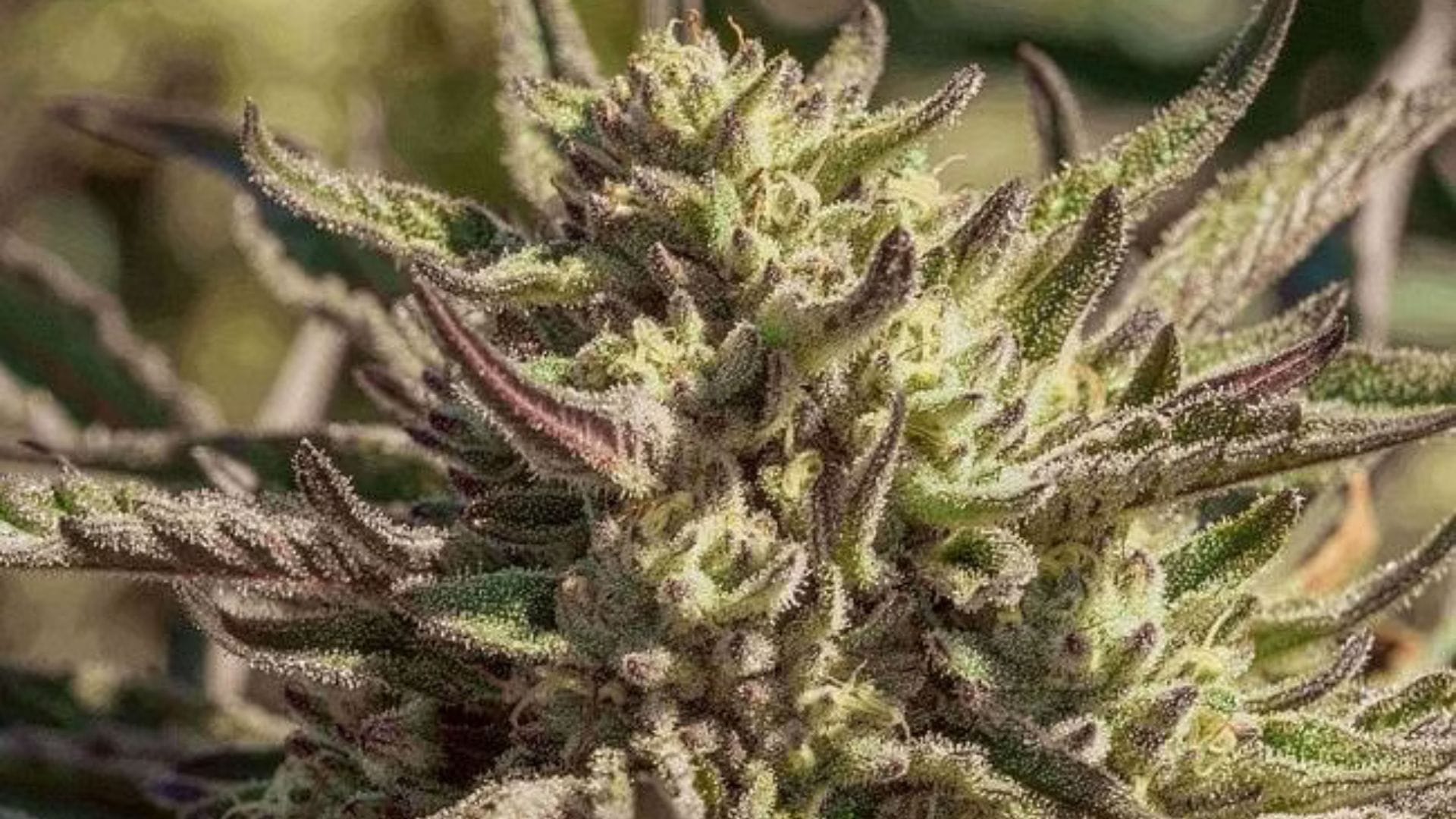 Atlas Seed Space Panda puts up great mold resistance