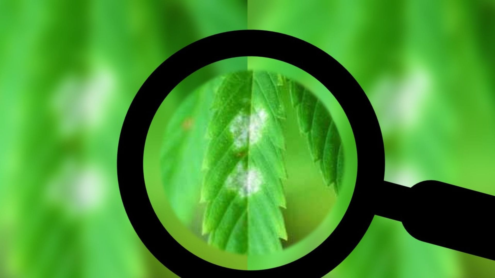 powdery mildew is just starting on this leaf