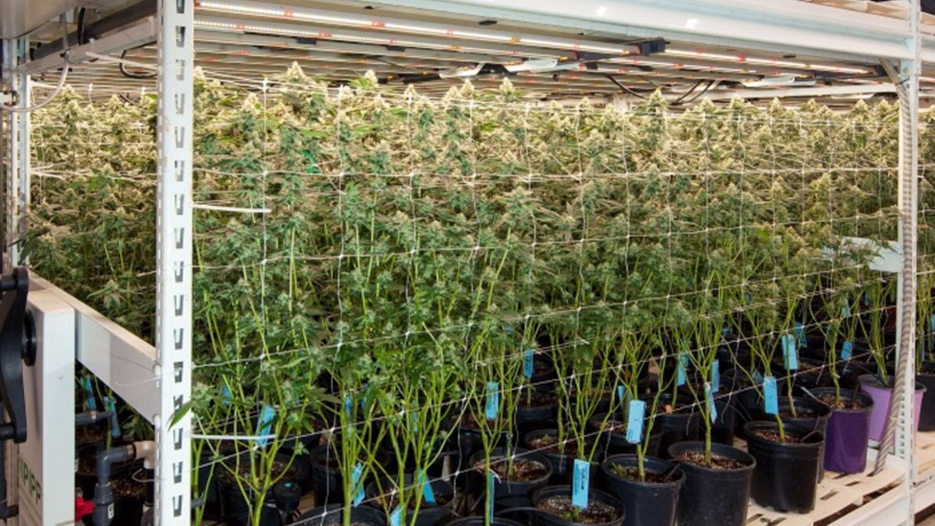 Carefully select your LED grow lights so that you use the most efficient ones. LEDs are more efficient than HIDs.