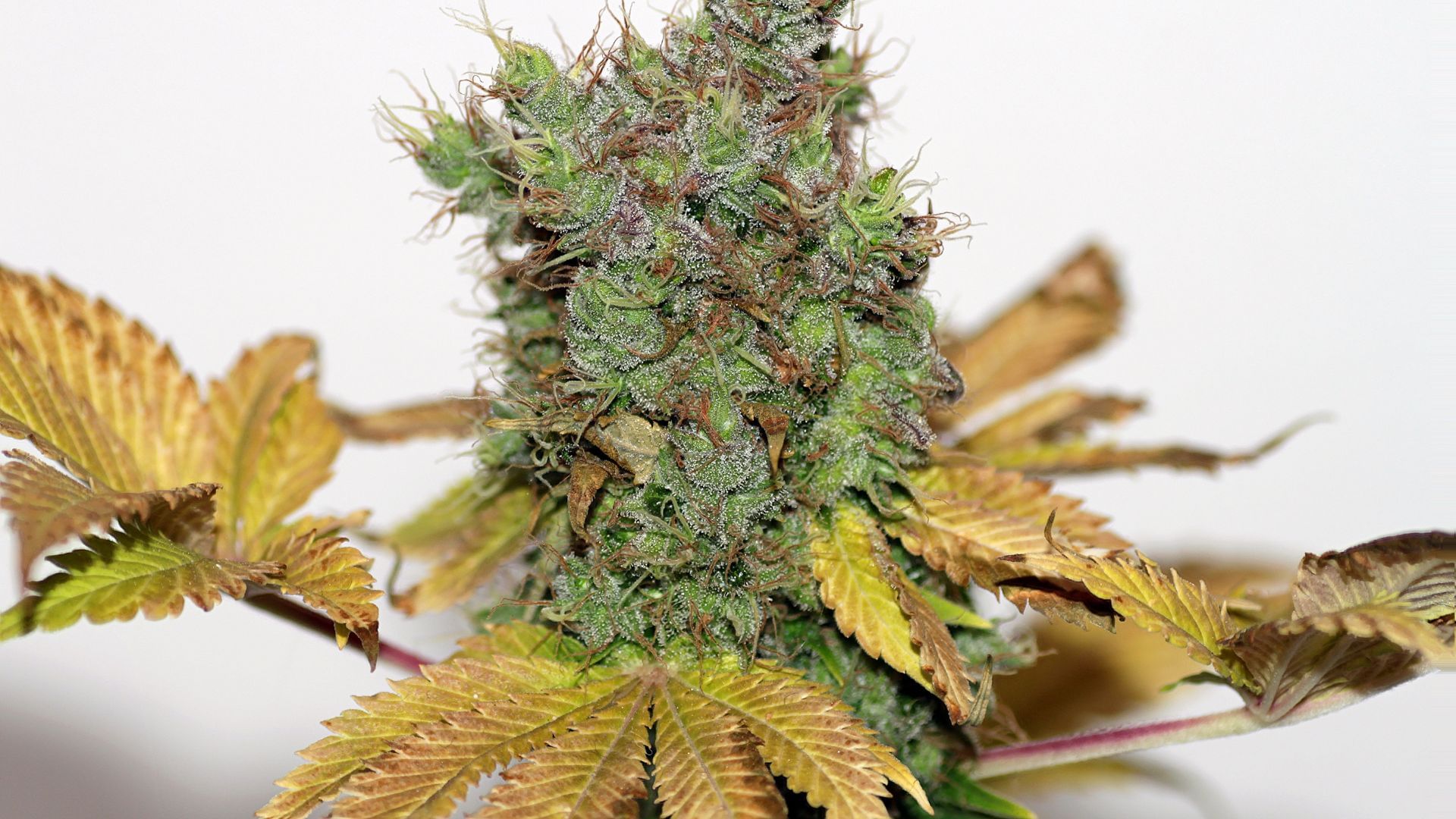 Monitoring and Responding to Heat Stress Signs in cannabis Monitoring and Responding to Heat Stress Signs in cannabis