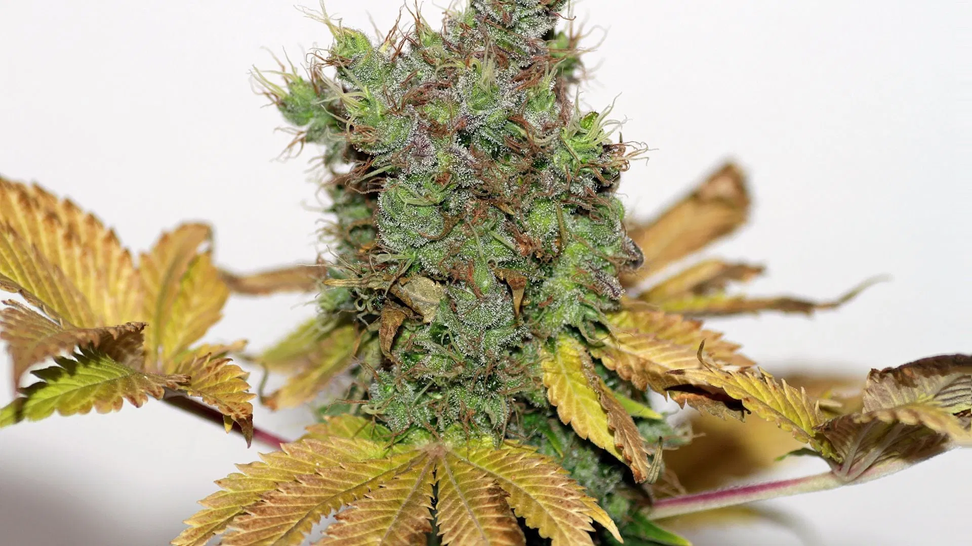 Monitoring and Responding to Heat Stress Signs in cannabis Monitoring and Responding to Heat Stress Signs in cannabis