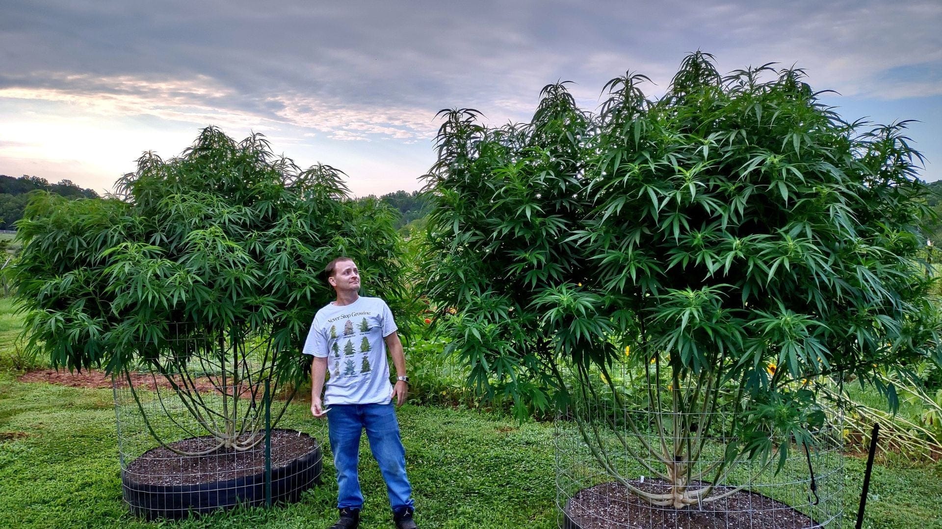 cannabis plants to grow outside cannabis plants to grow outside