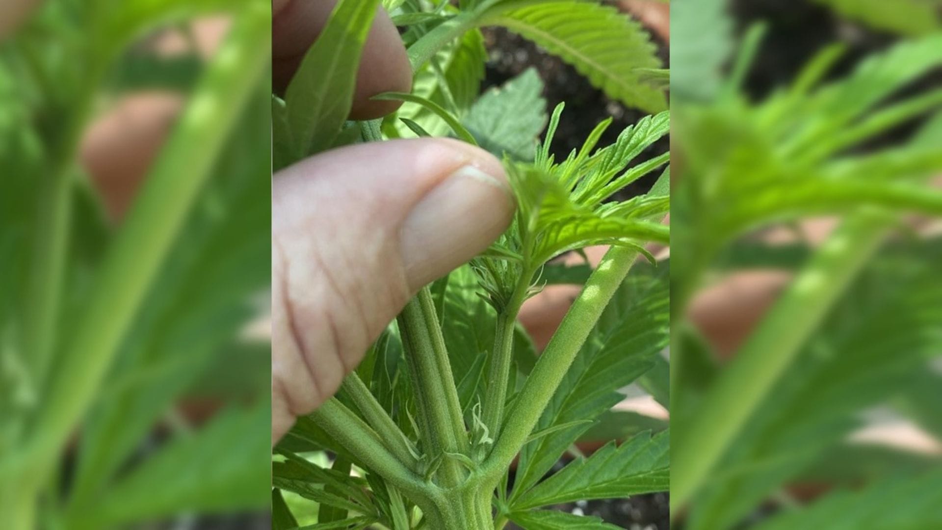 You can see the white female stigmas growing a few internodes from the top of this autoflowering plant
