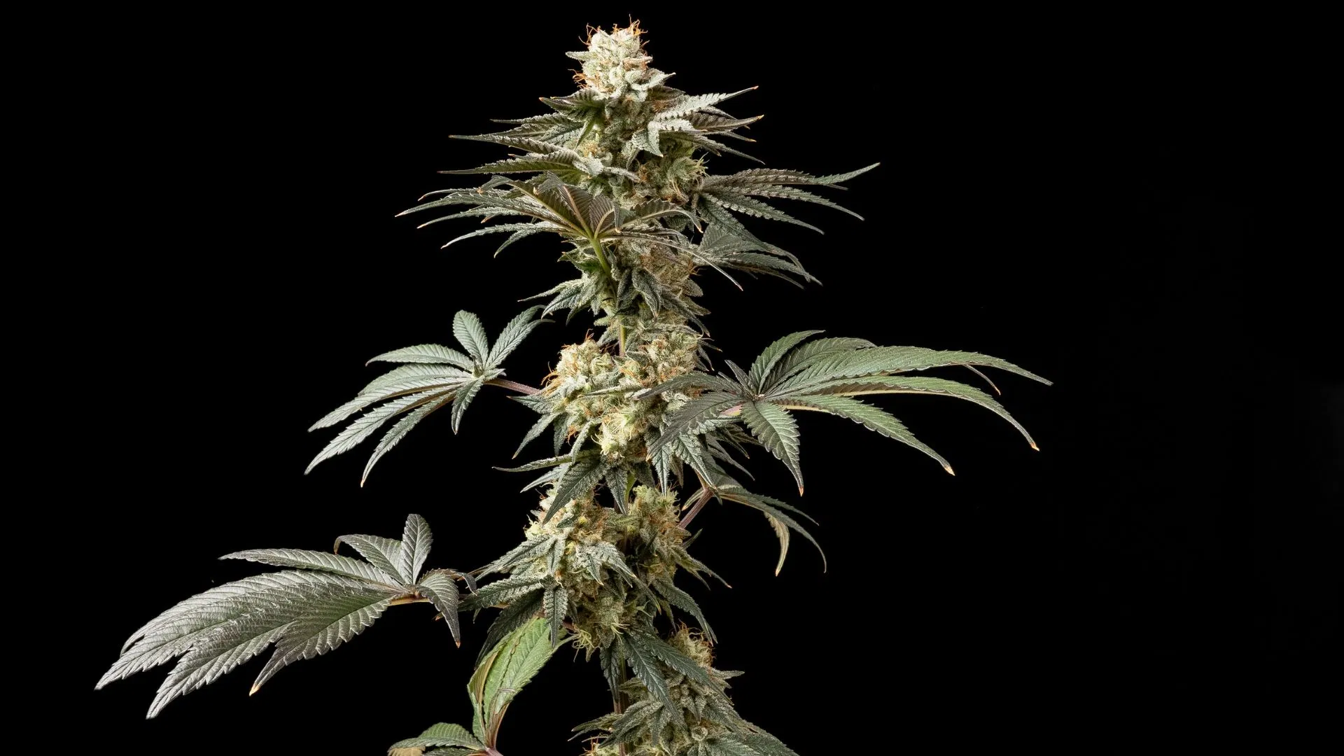 best cannabis strains for the giggles best cannabis strains for the giggles