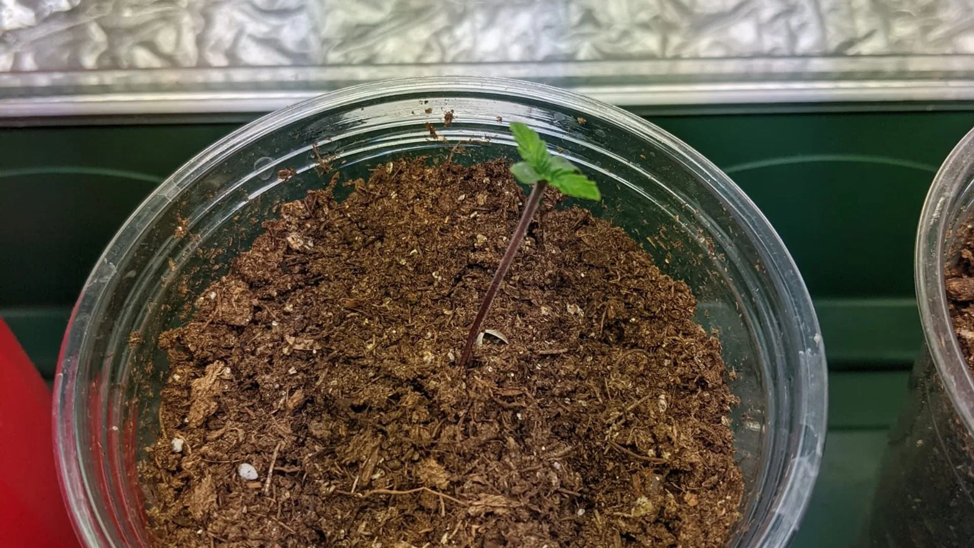 cannabis seedling falling over