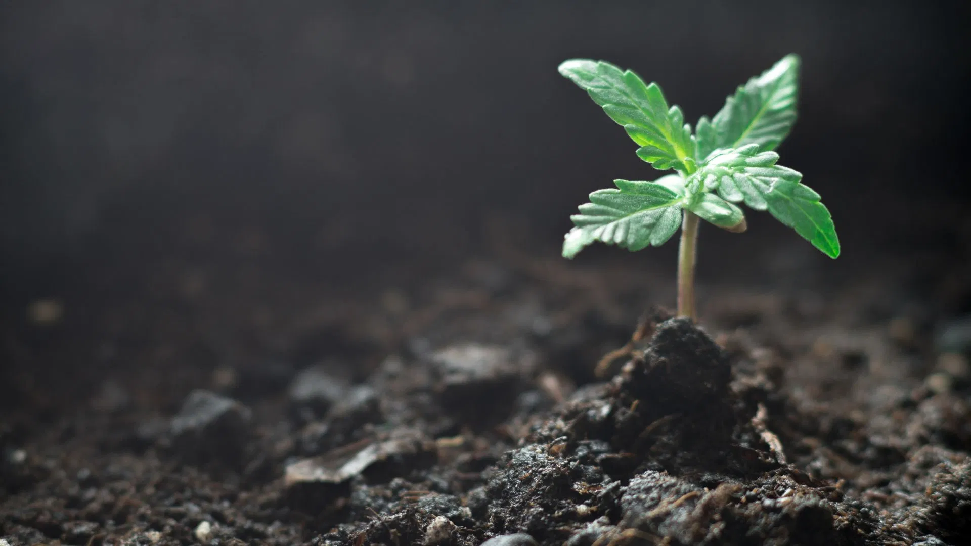 cannabis seedling falling over