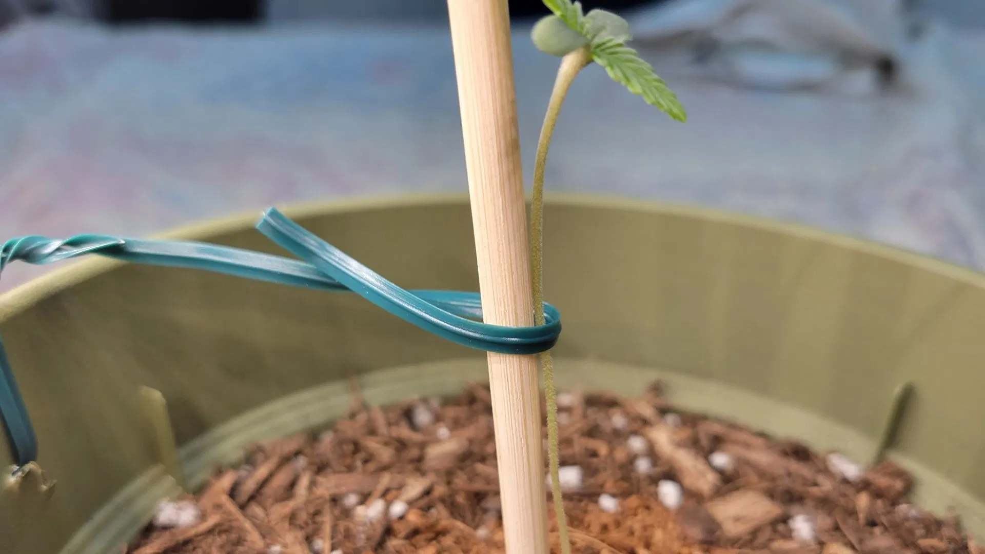 cannabis seedling falling over