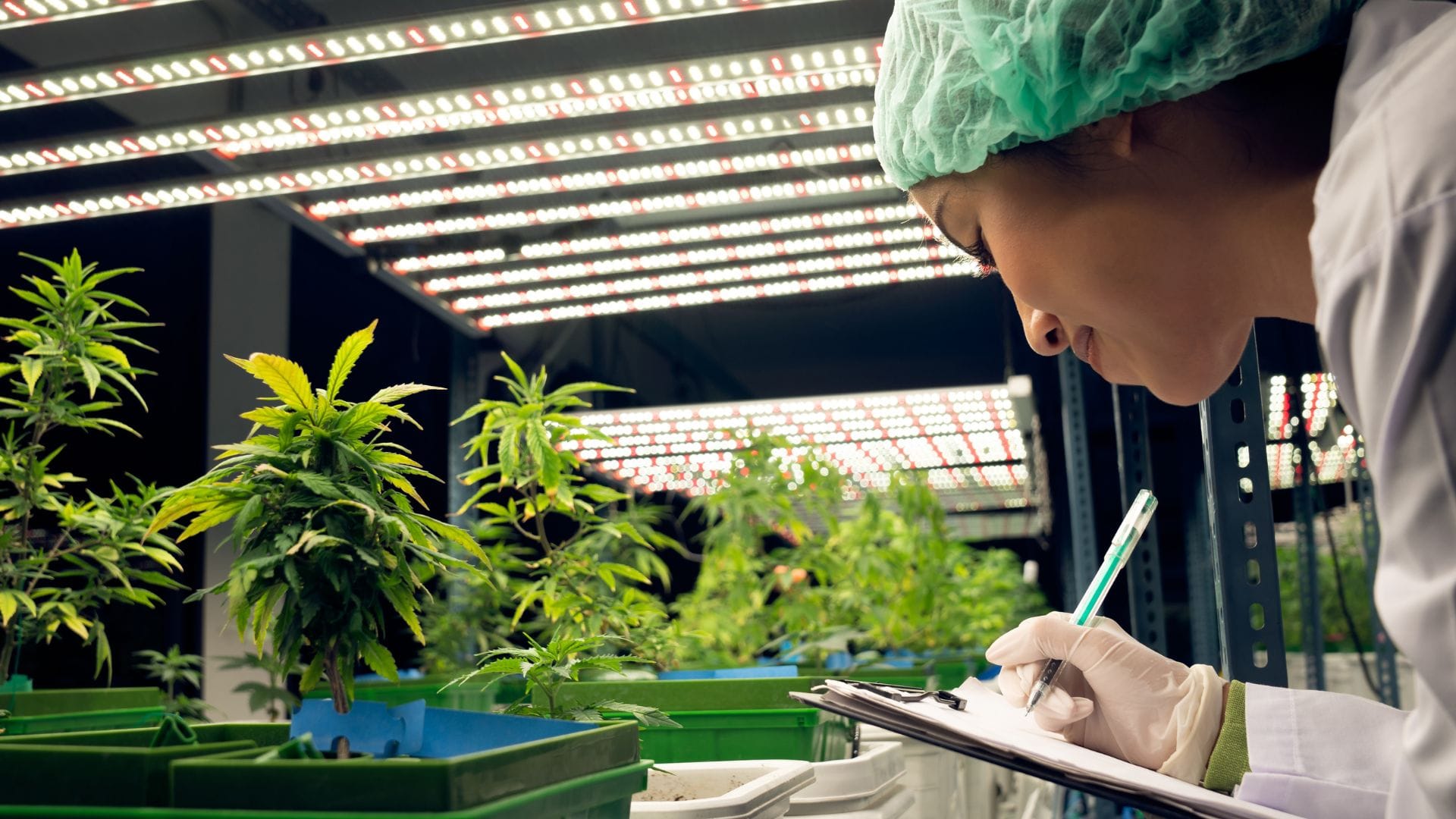 Modern breeding and growing techniques have elevated THC content