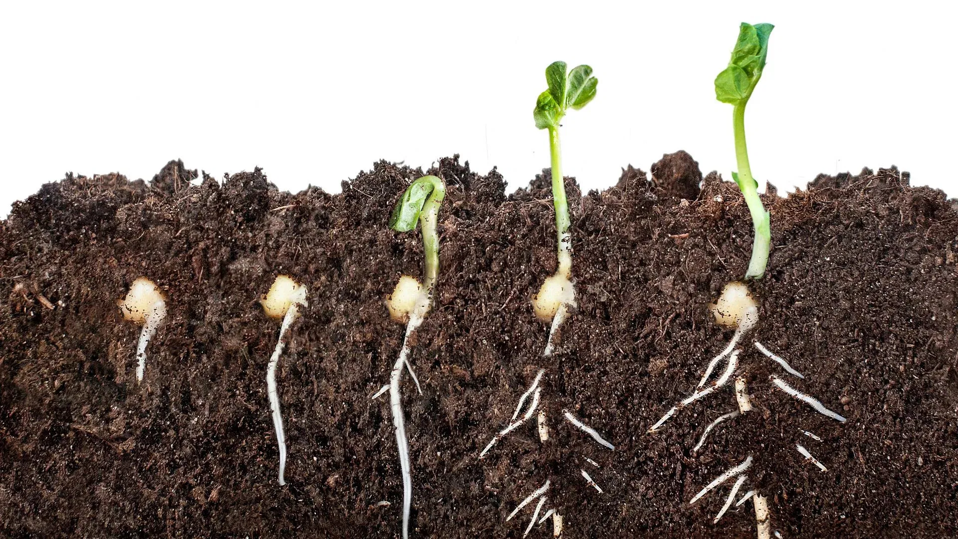 cannabis Germination