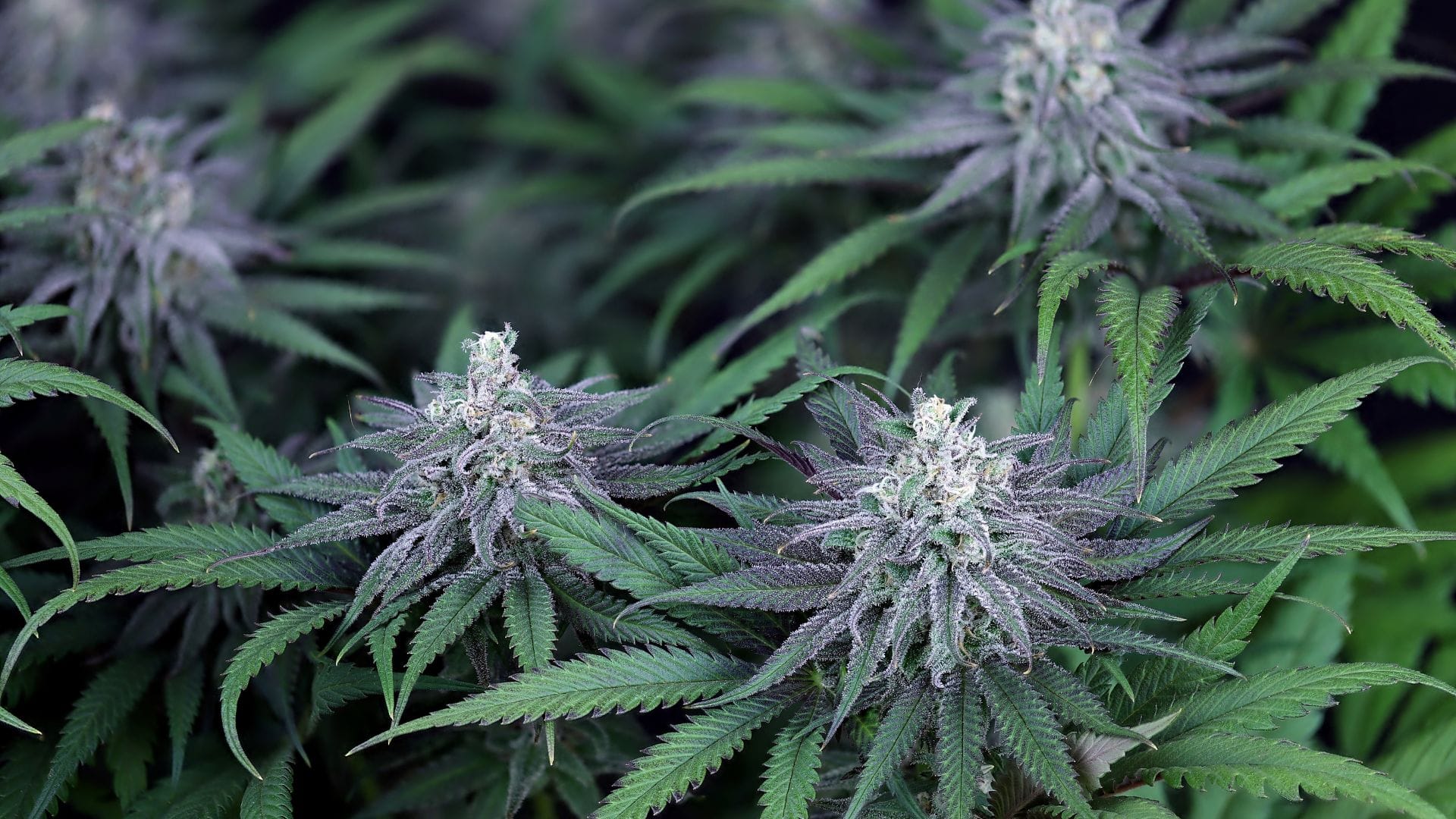 The right cultivation techniques can coax out the purple in your plants