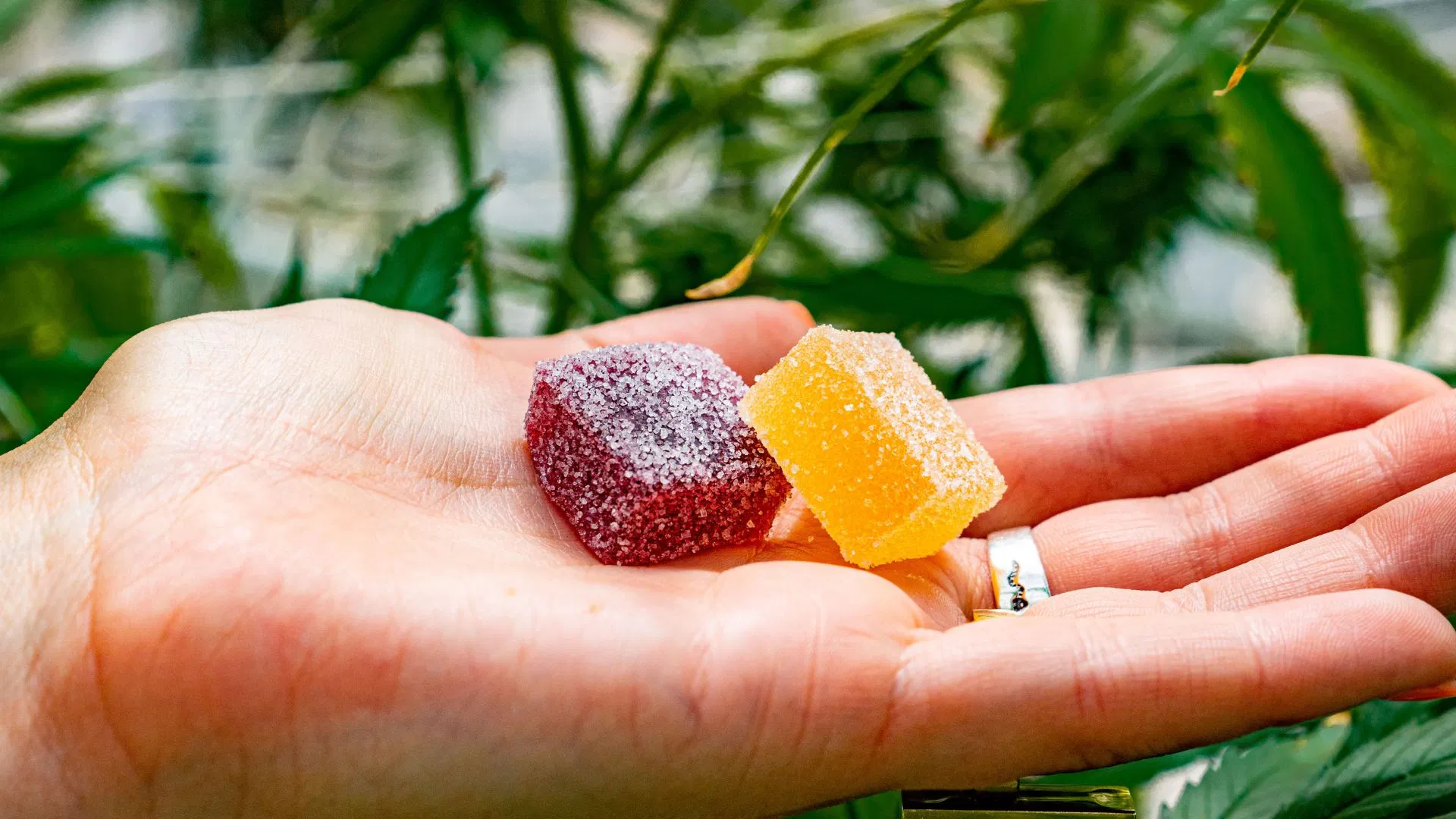 travel on flight with edibles travel on flight with edibles