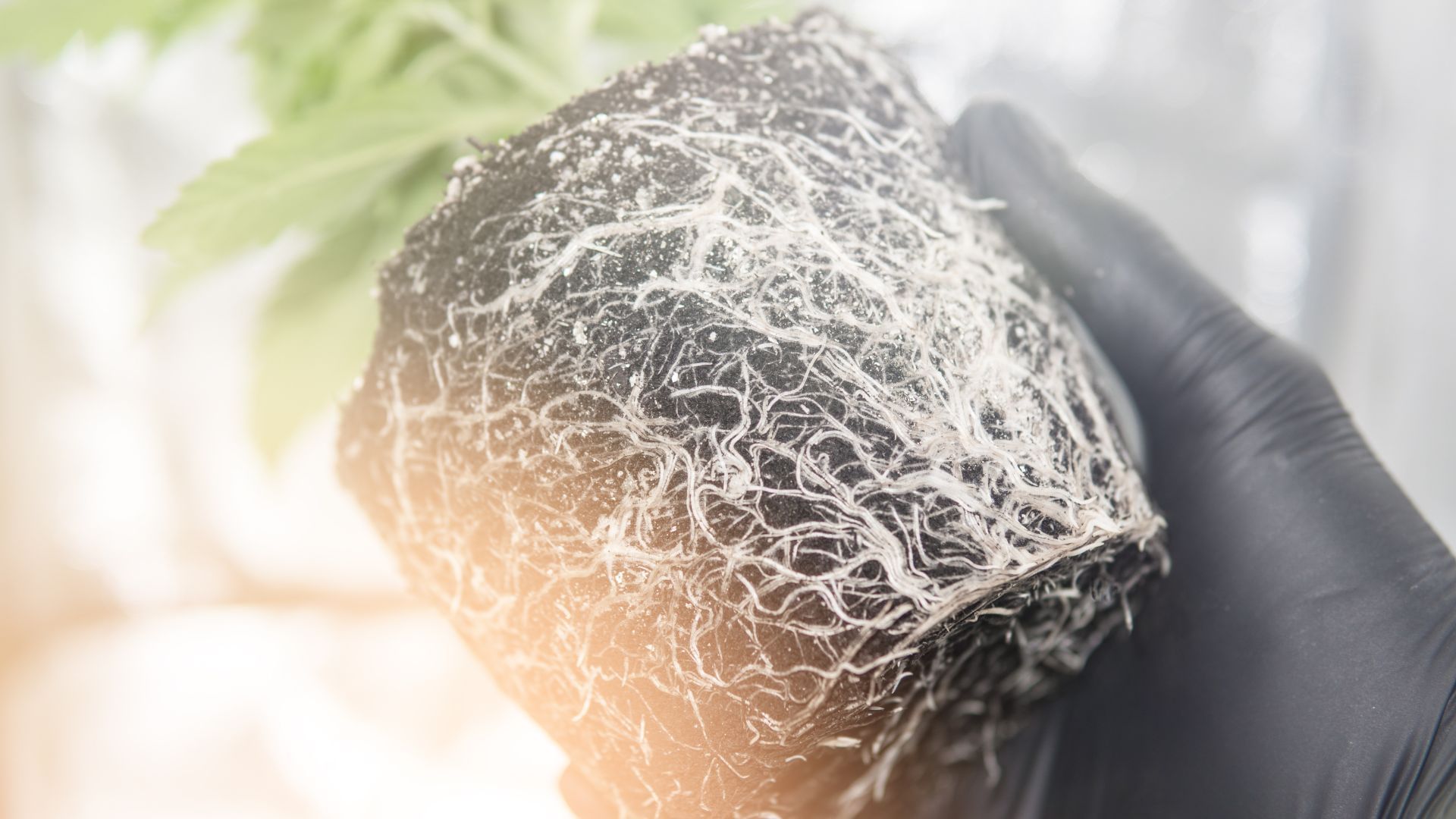 Root Development cannabis Root Development cannabis