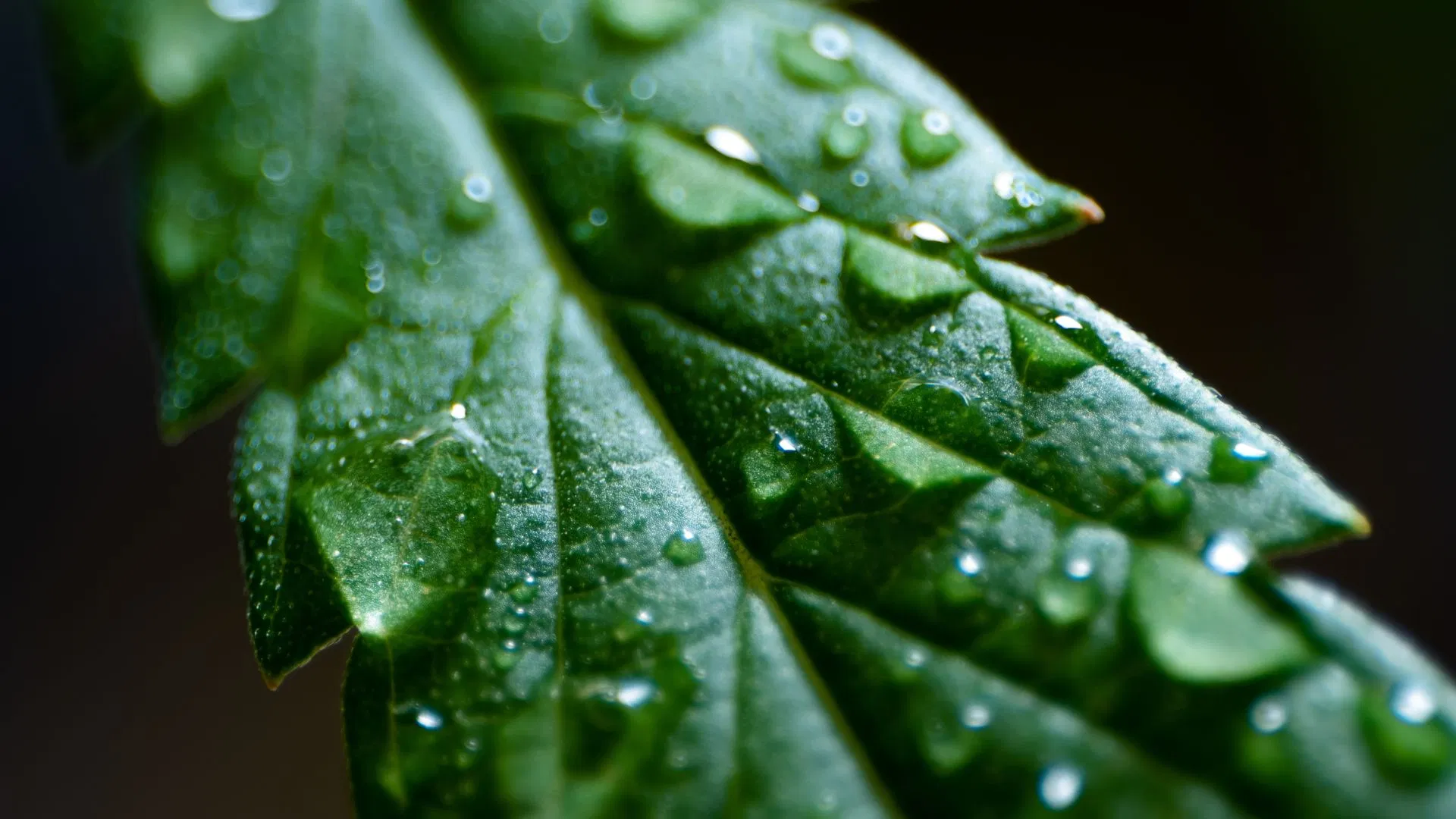 Foliar Cannabis Plants Cannabis Plants Foliar