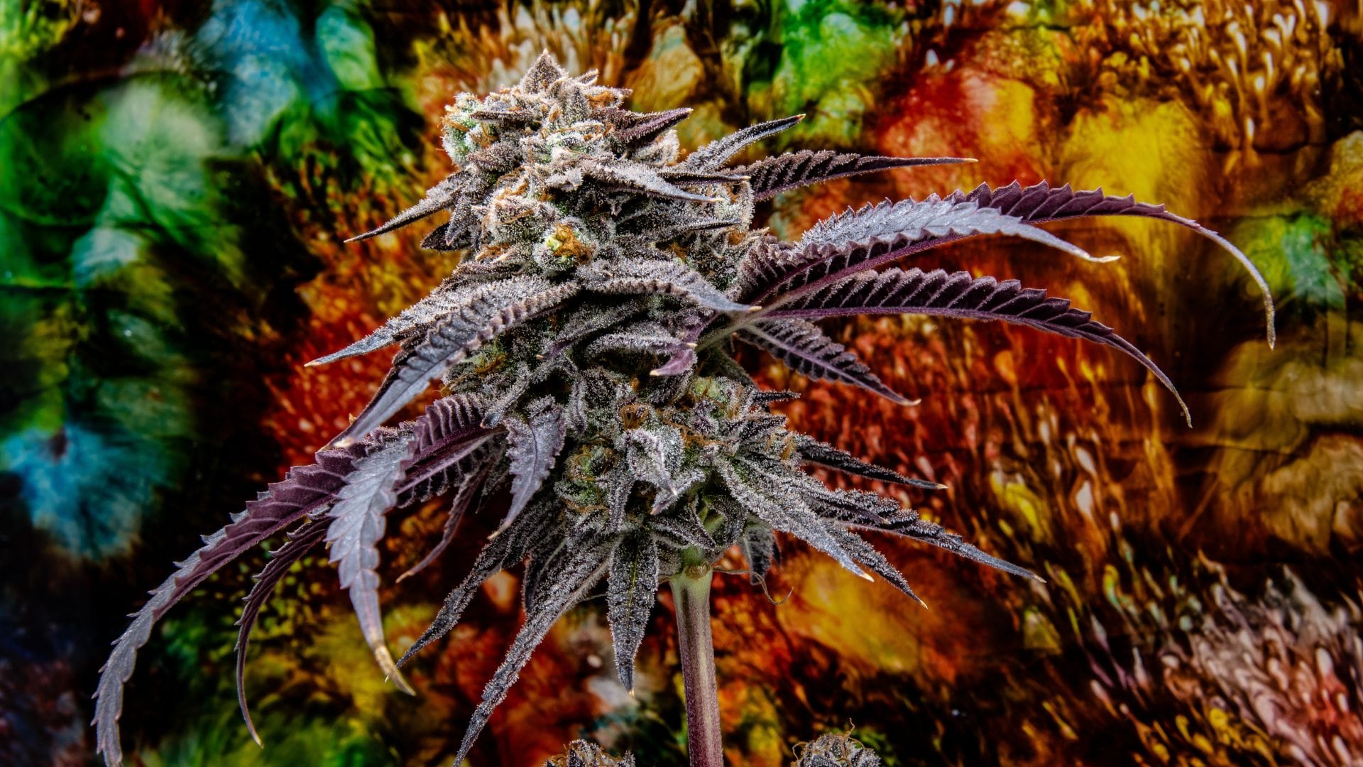 Rarest cannabis trains