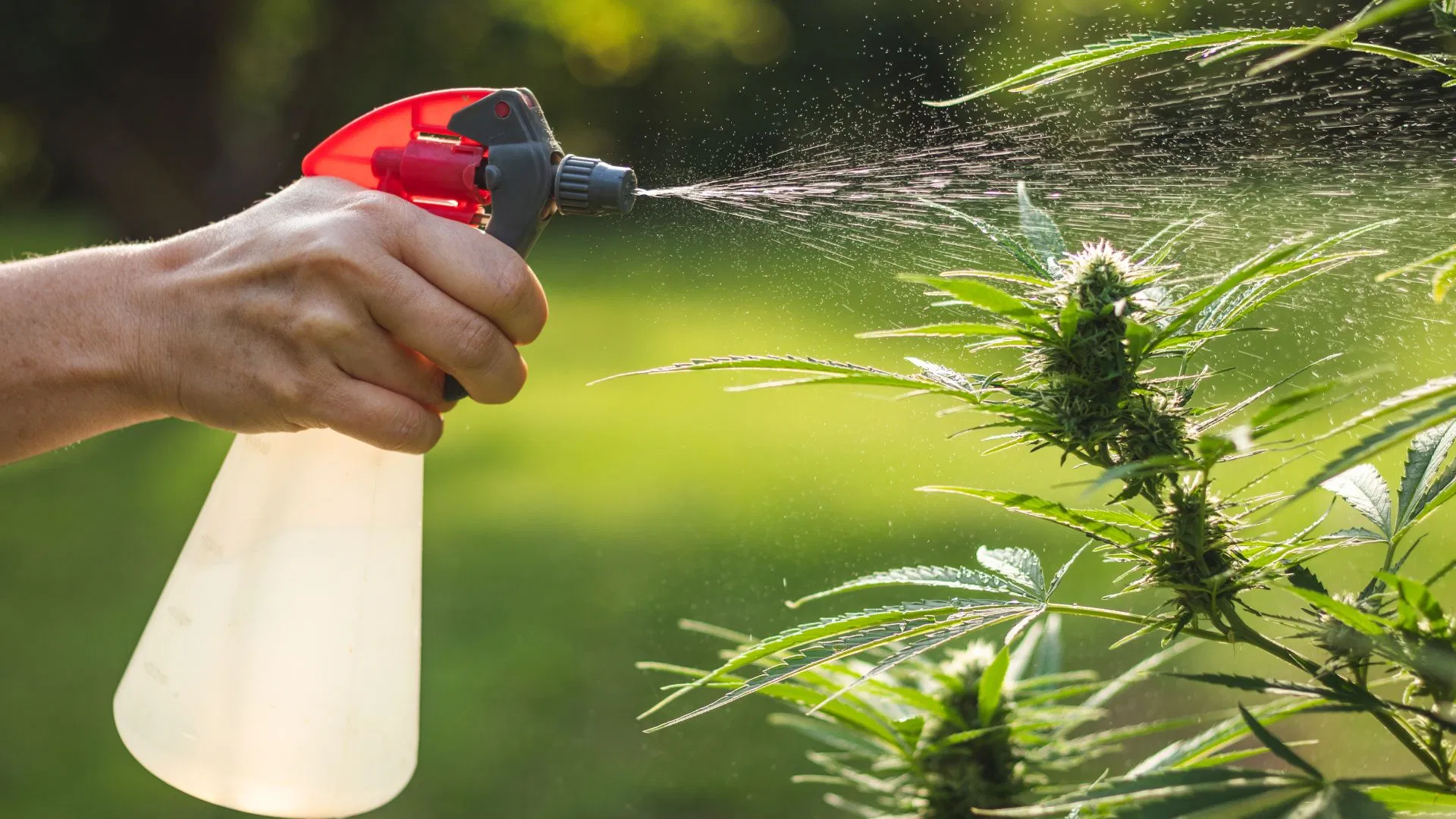 Foliar Feeding cannabis Foliar cannabis