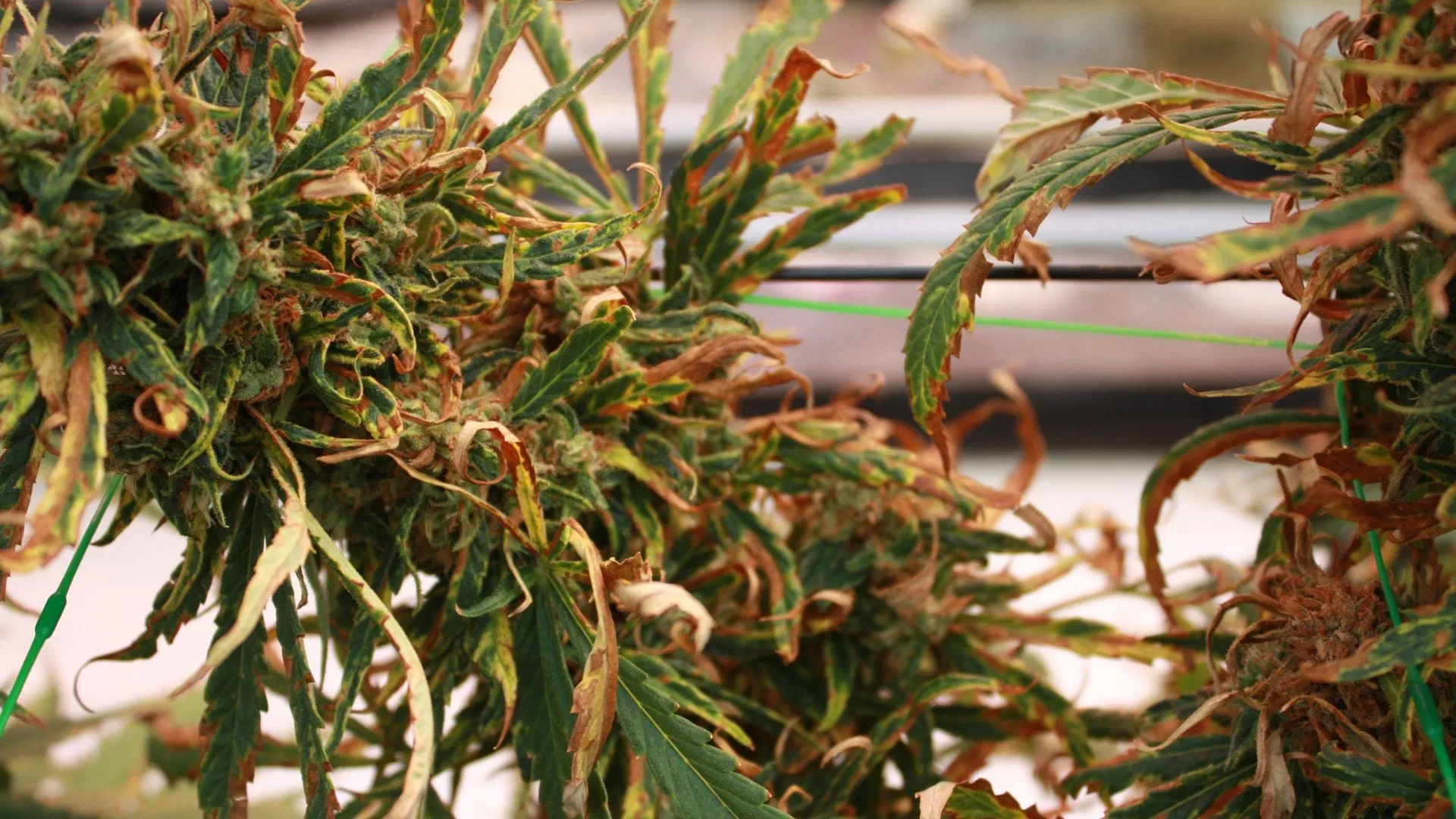 Cannabis Plants Heat Stress Cannabis Plants Heat Stress