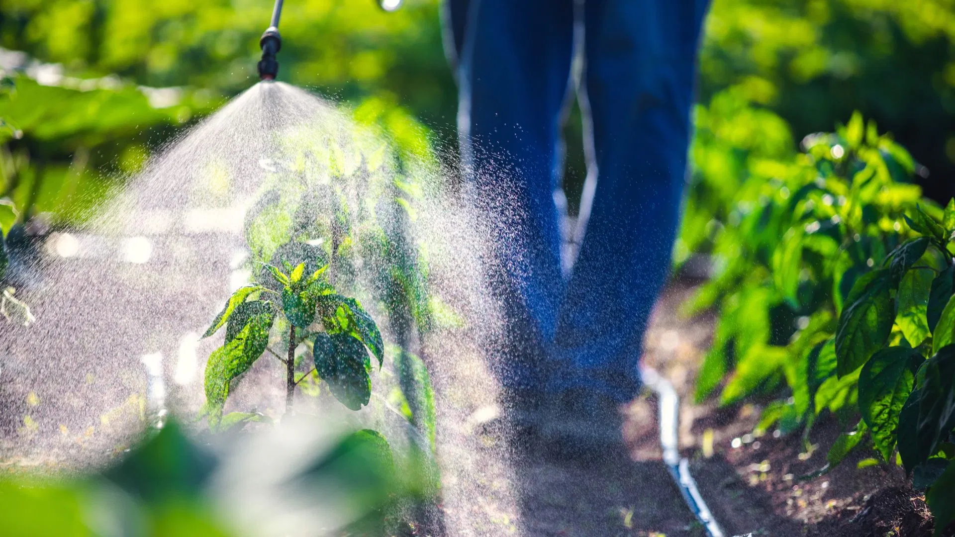 cannabis Backpack sprayers: Backpack sprayers cannabis
