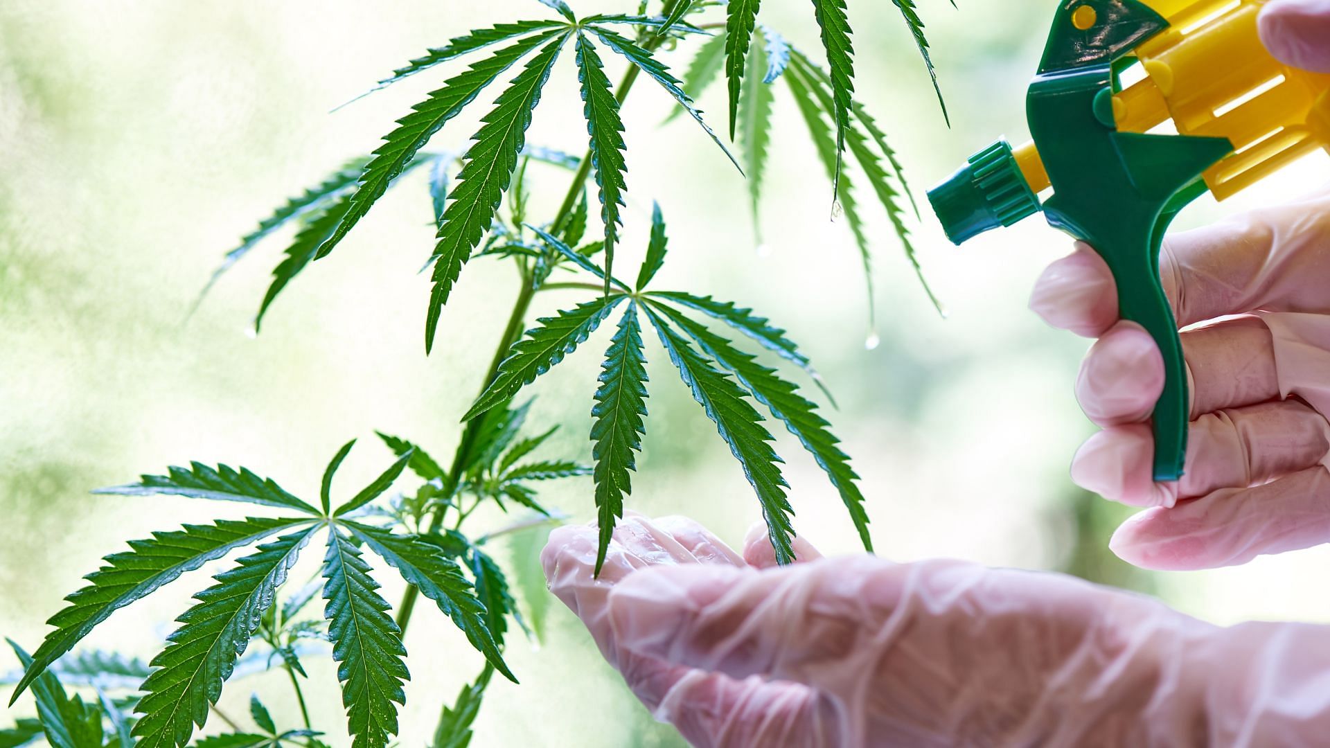 Handheld sprayers cannabis