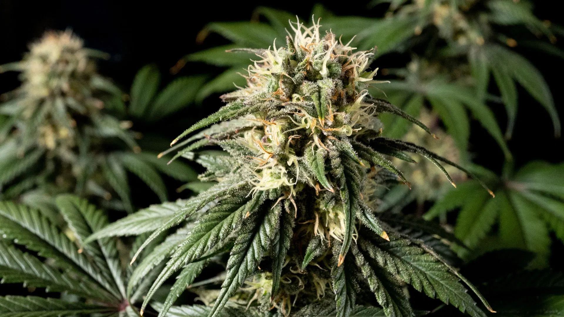 Seedsman's Jack Herer