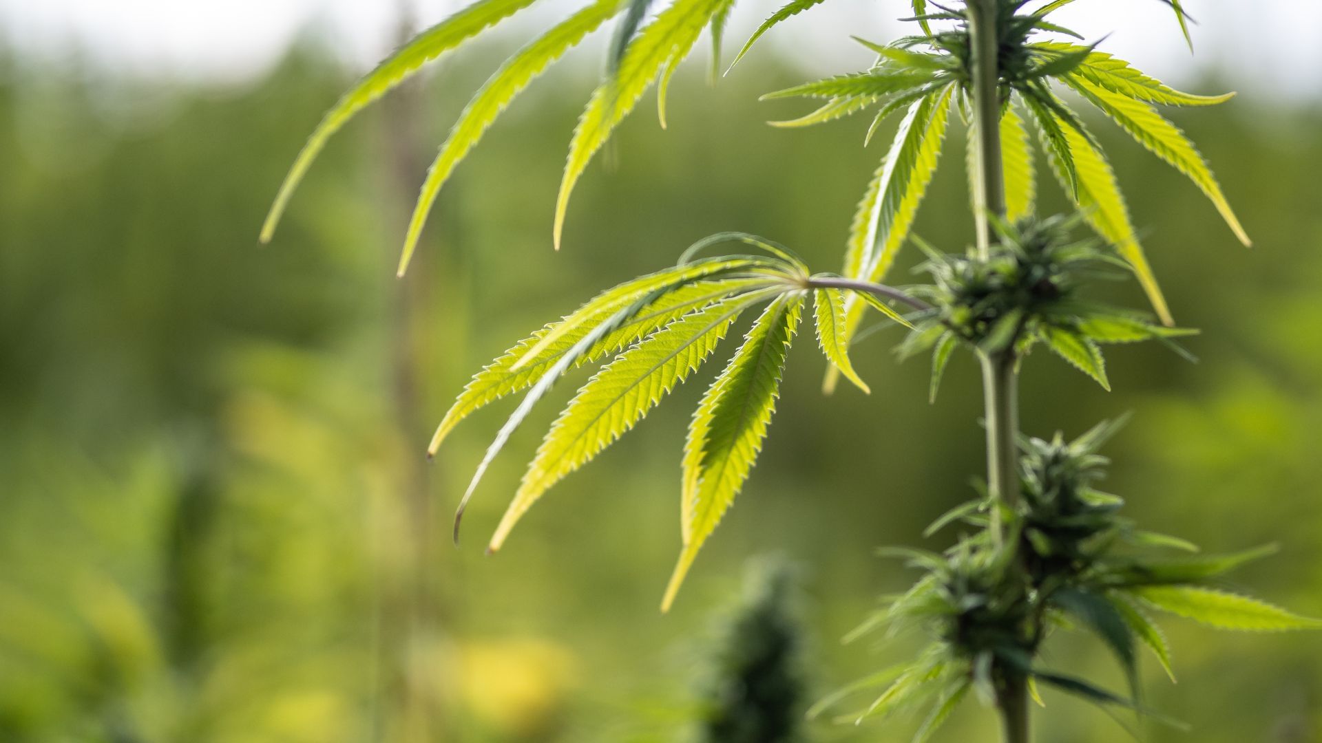 Outdoor Cannabis Plants from Heat Stress Outdoor Cannabis Plants from Heat Stress