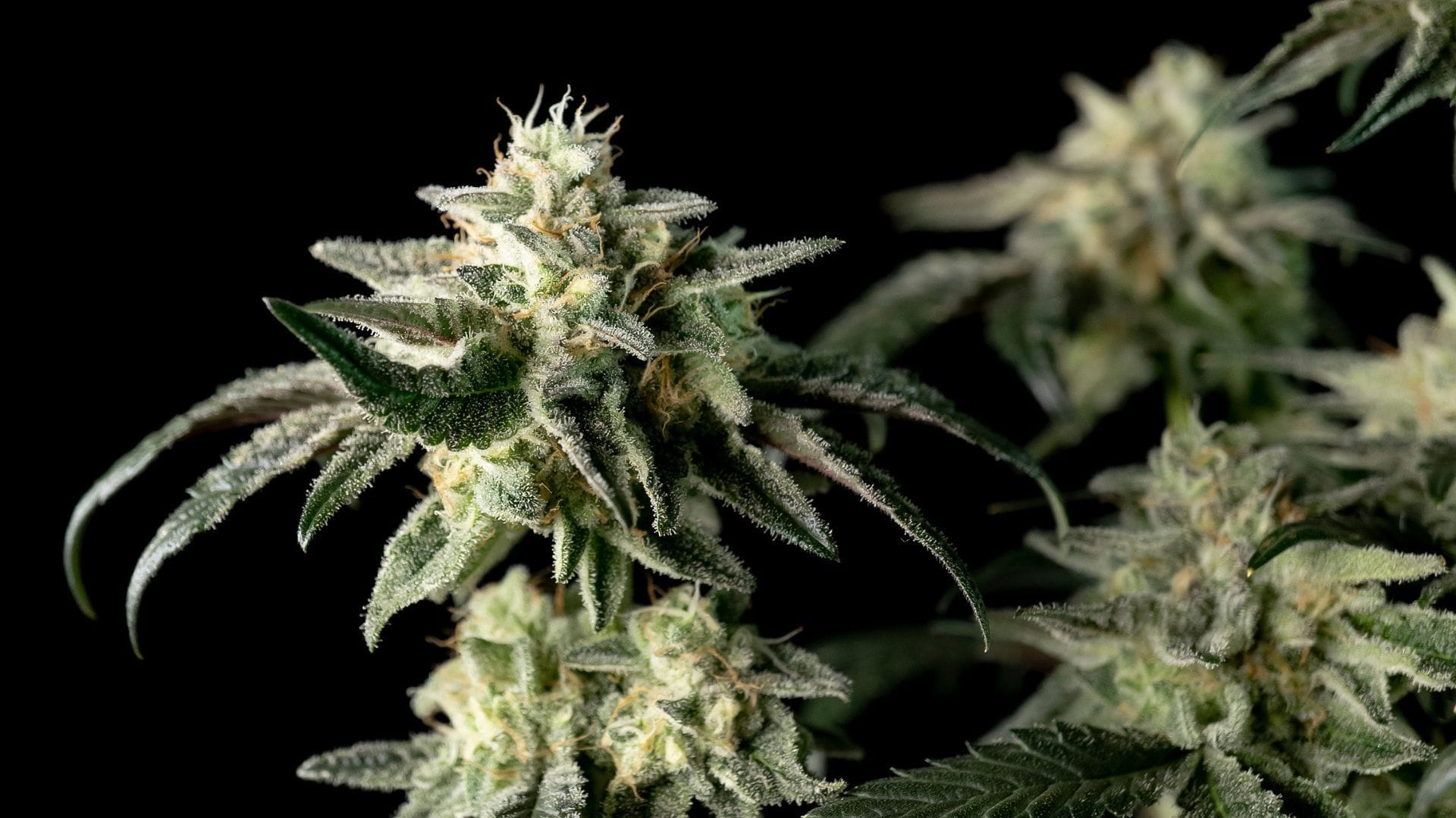 Check pistils for clues to ripeness