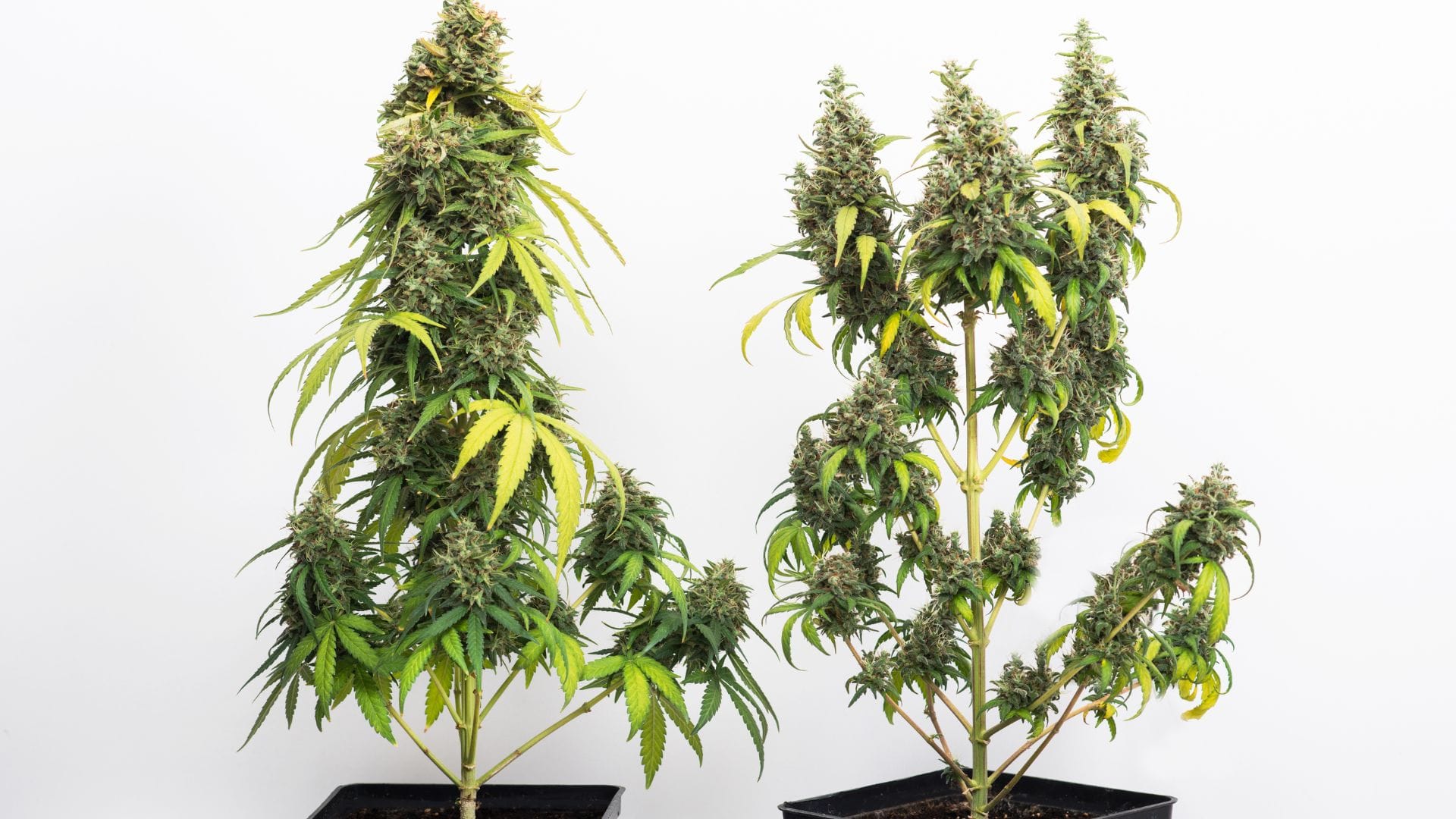 look for colour changes in the leaves