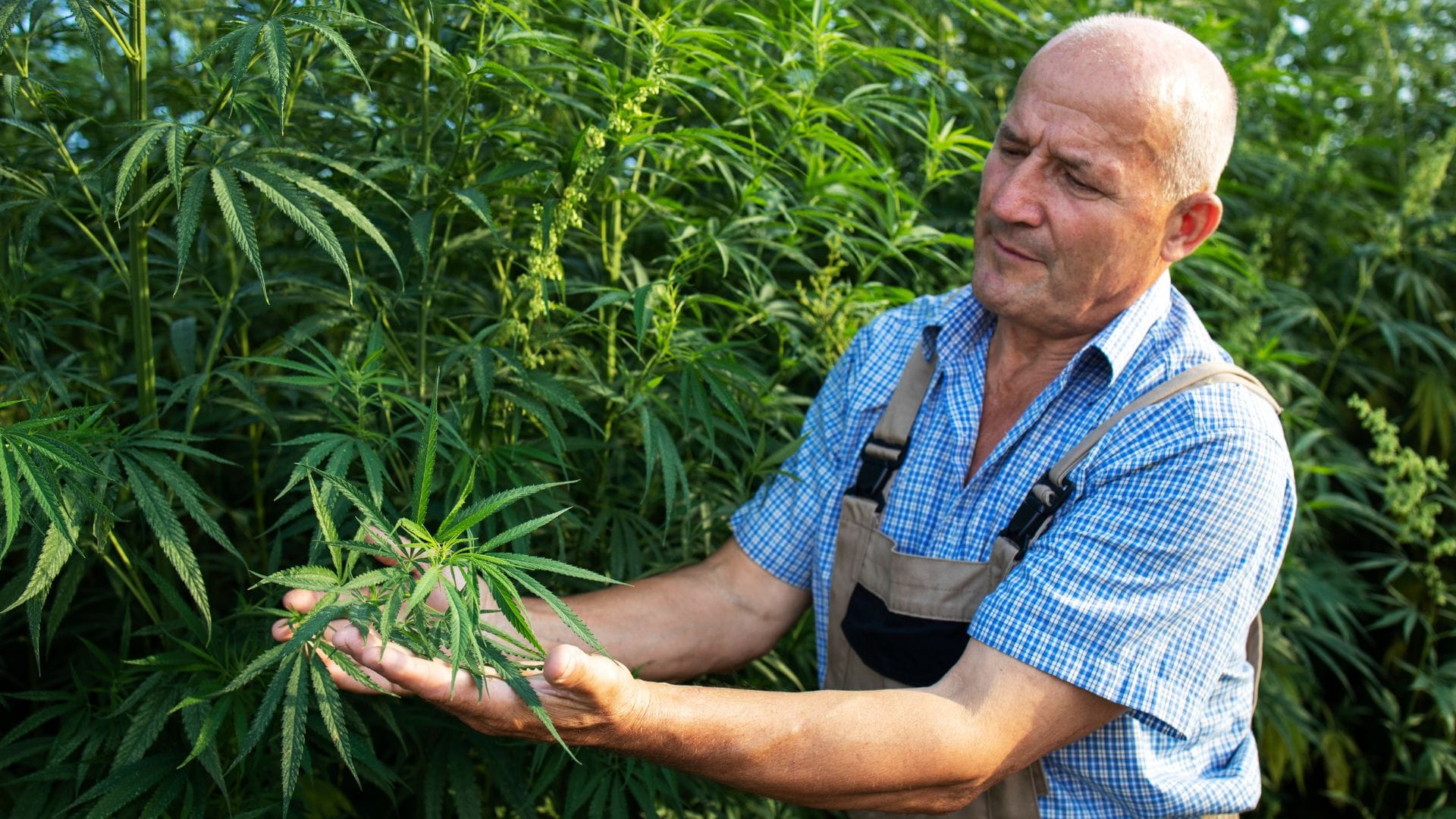 Ease of cultivation can contribute to a strain's popularity