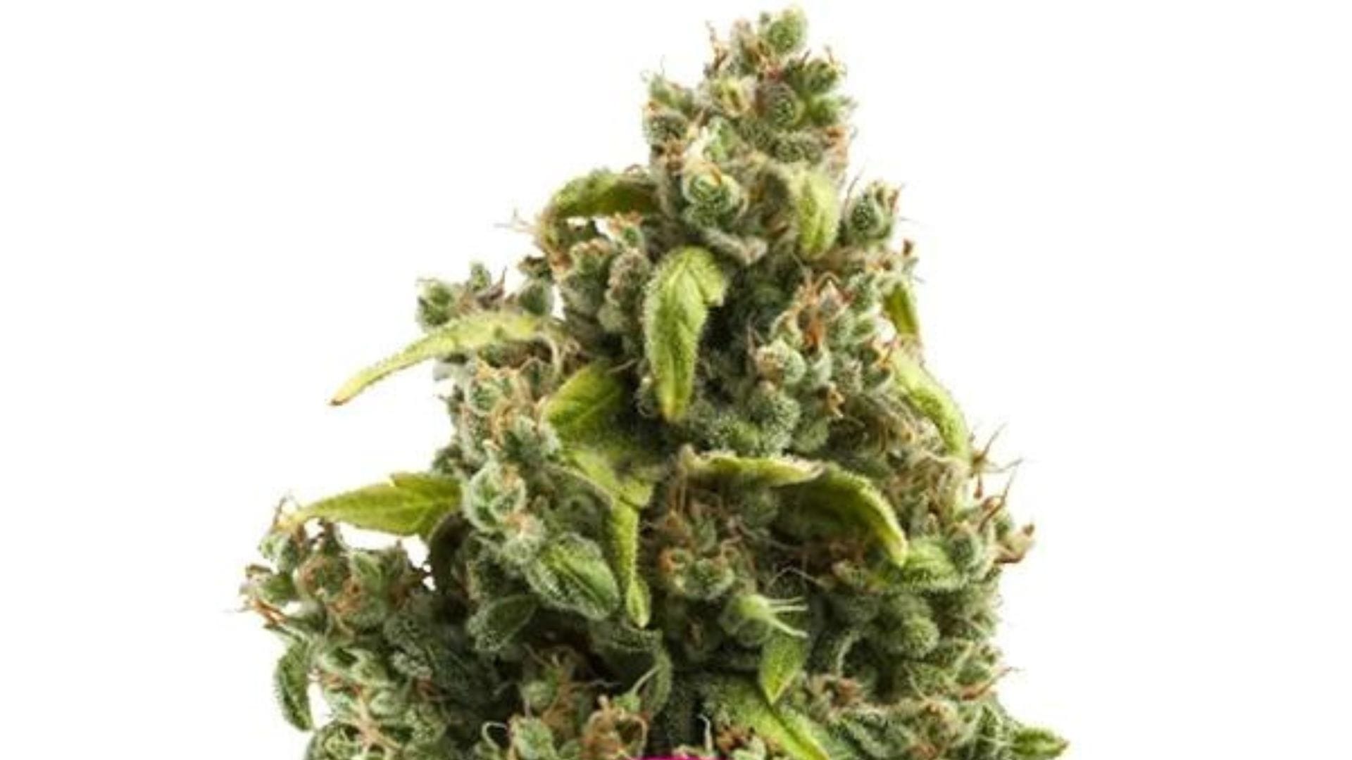 Sour Diesel remains a big hit