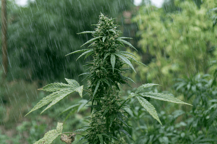 rain during cannabis flowering