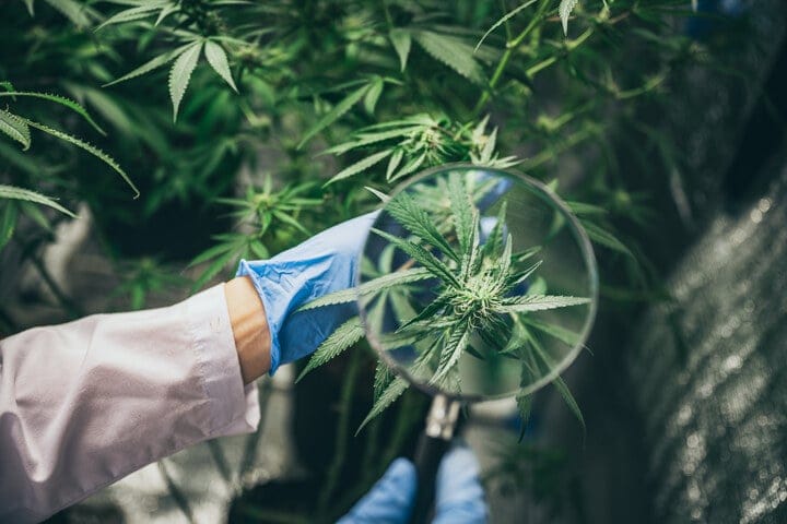 learn to read plant cues