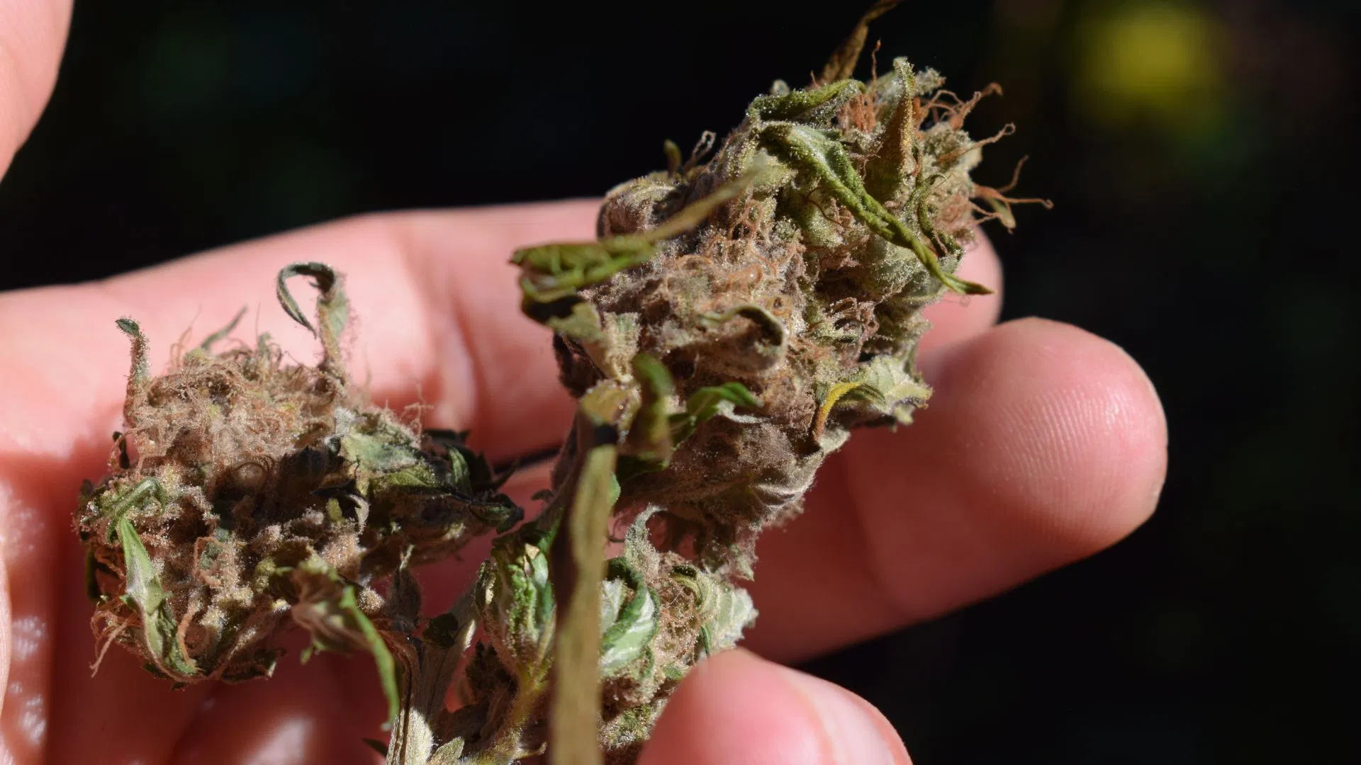 reggie weed is brown, dry, and shrivelled