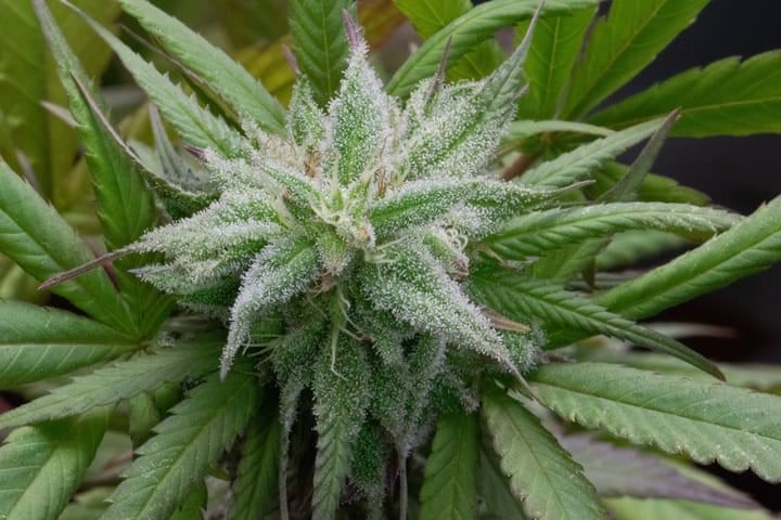 enhanced trichome development