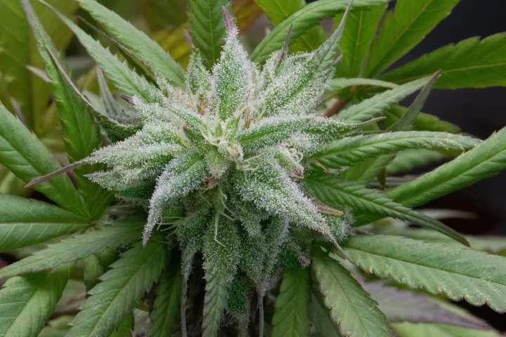 enhanced trichome development