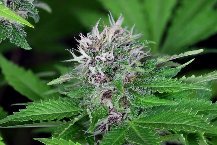 why harvest timing matters