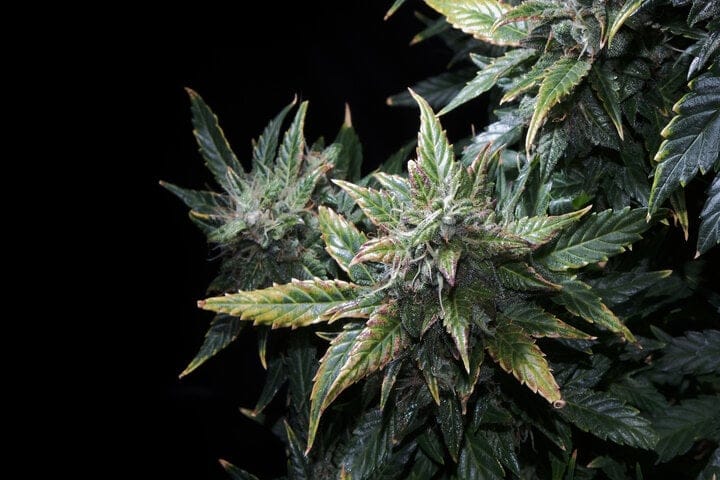 yellowing leaves ripe cannabis
