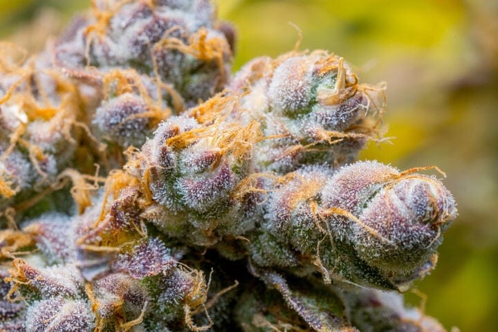 check pistils to determine harvest time