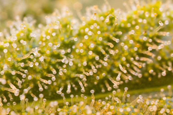 how to tell when to harvest cannabis