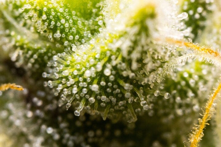 when to harvest autoflowering cannabis