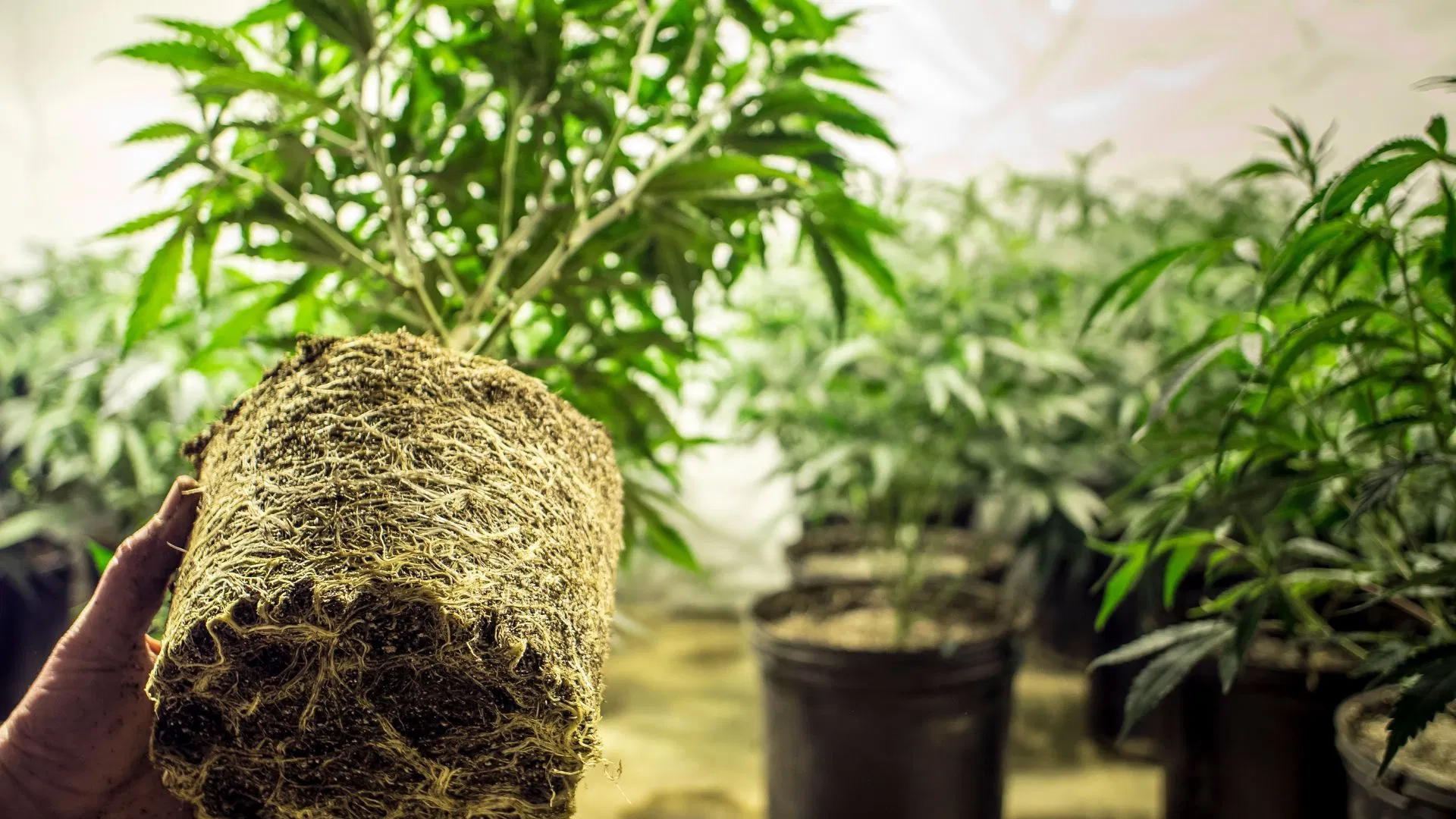 root bound cannabis plants need urgent fixing