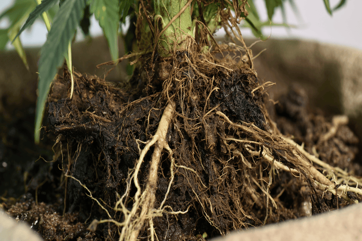 what is cannabis root rot