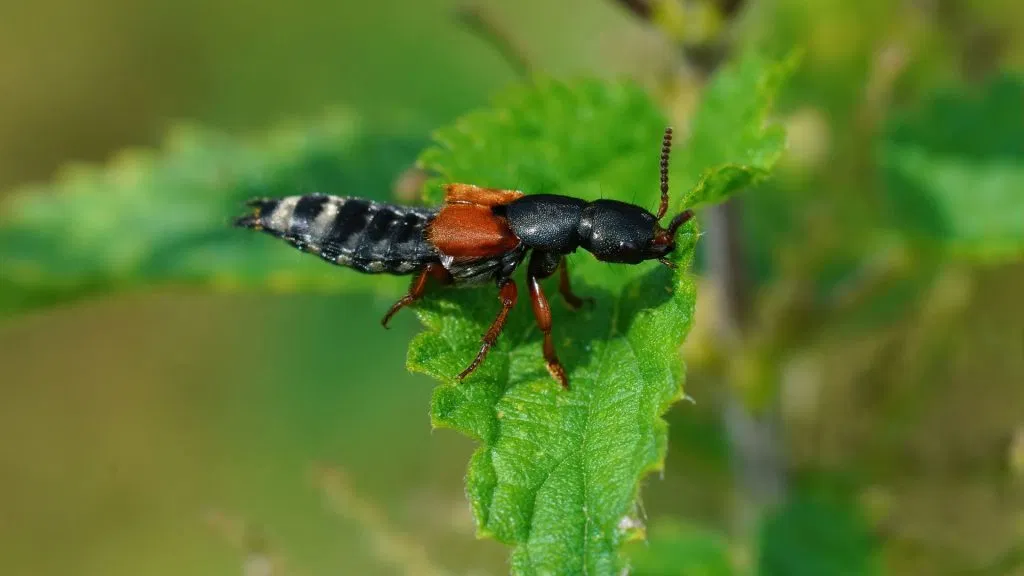 Rove Beetle on Leaf Image