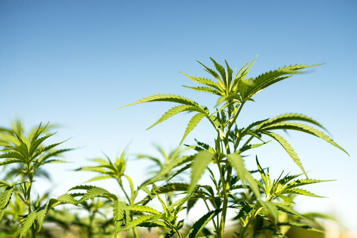 cannabis genetics for hot climates