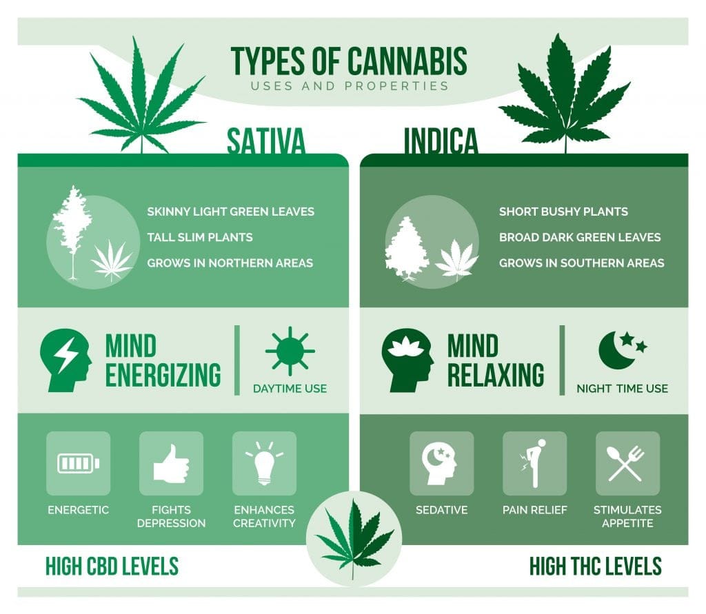 Sativa vs Indica Infographic