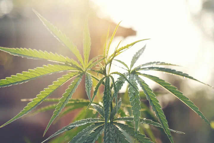 Sativa weed leaf