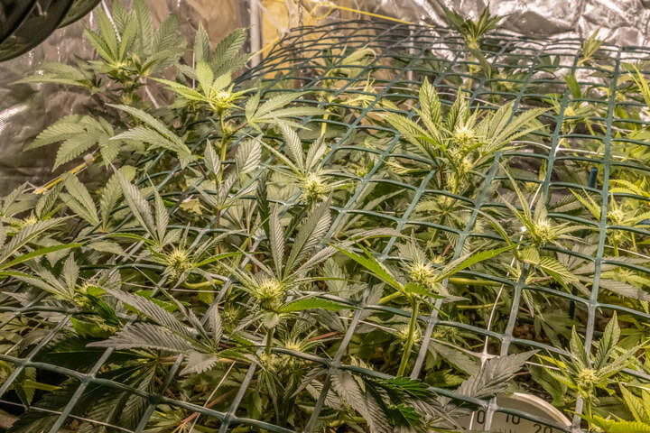 sea of green vs screen of green