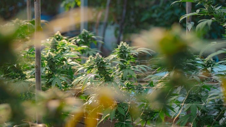 cannabis plant training techniques