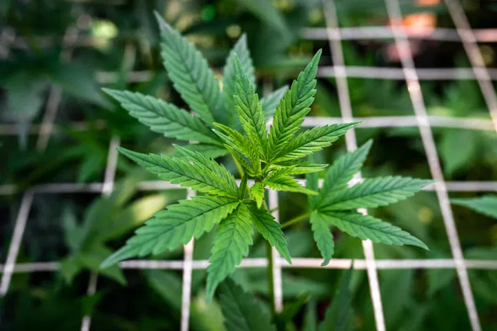 use scrog to control stretch