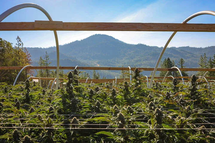 what is scrog used for in flowering?